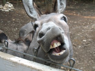 donkeyteeth